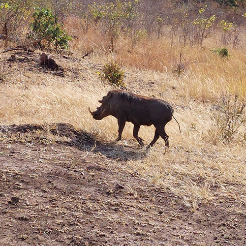 listing-details-carousel