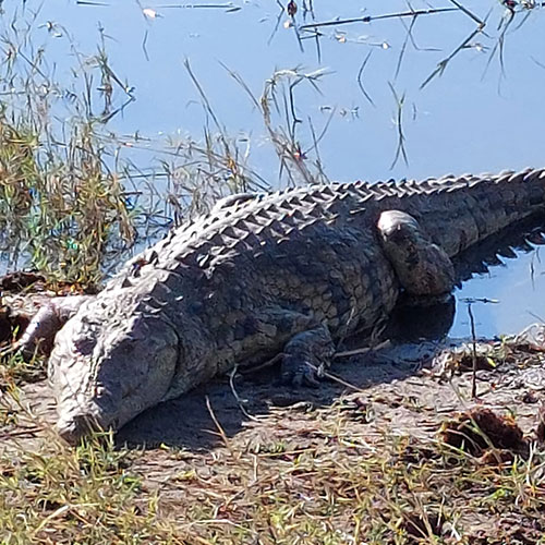 listing-details-carousel