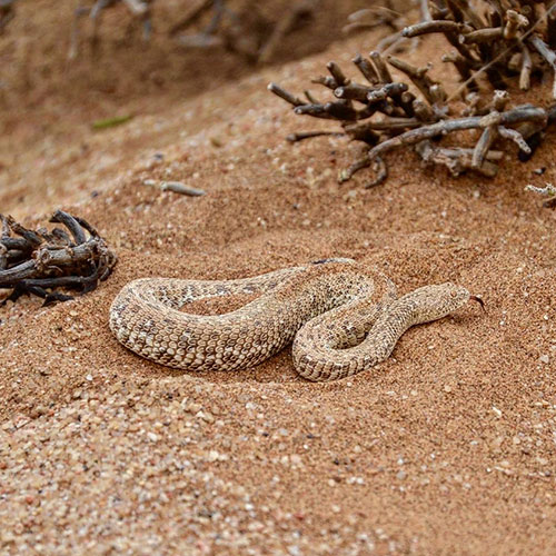 listing-details-carousel