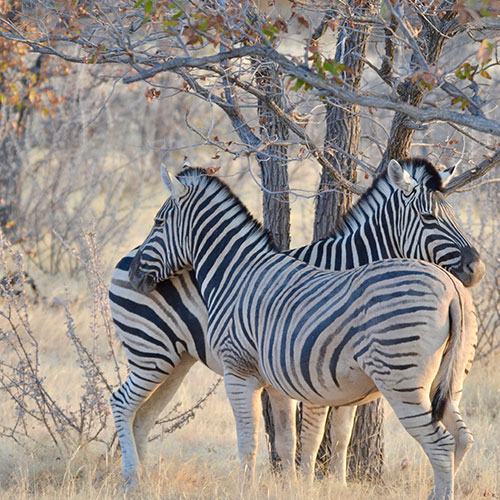 listing-details-carousel