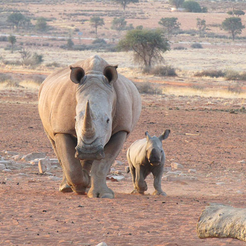 listing-details-carousel