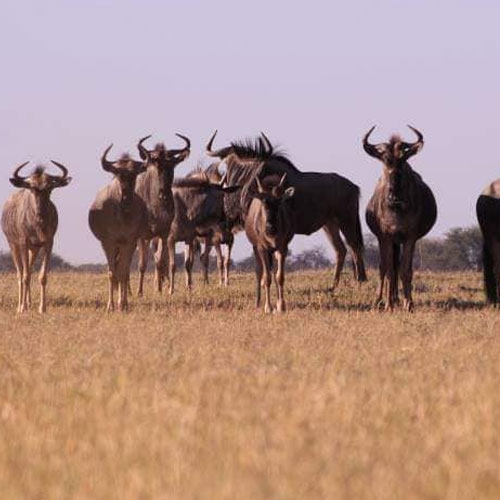 listing-details-carousel