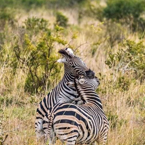 listing-details-carousel