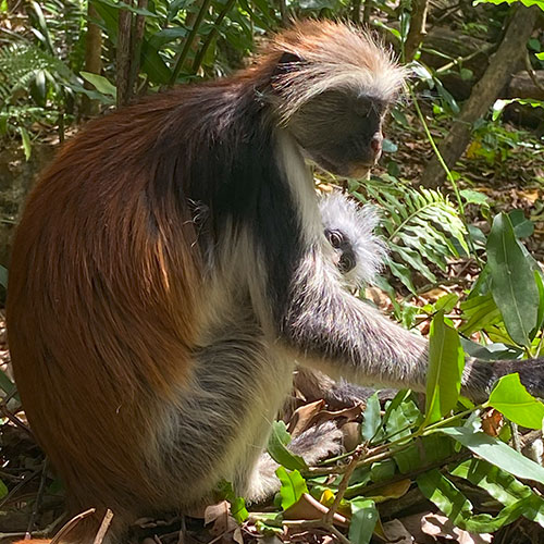 listing-details-carousel