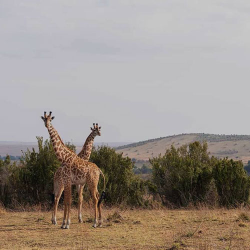 listing-details-carousel